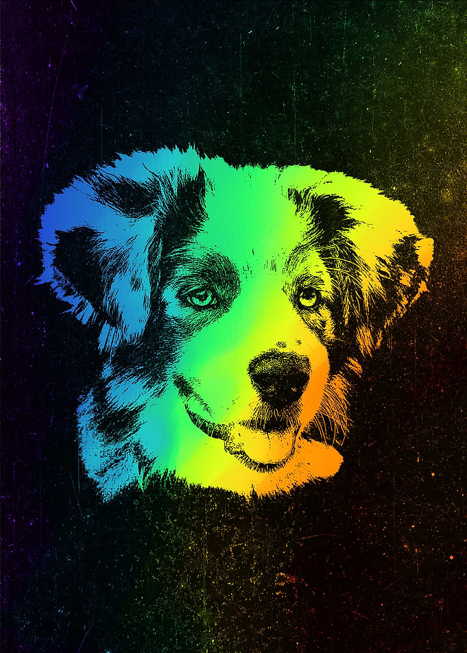 Australian Shepherd