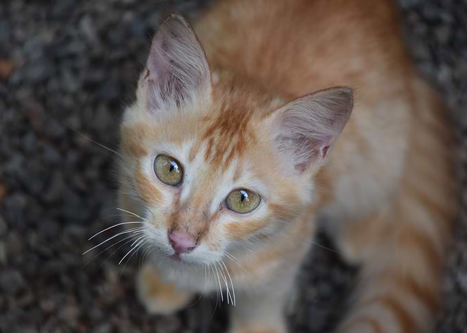 little cute cat