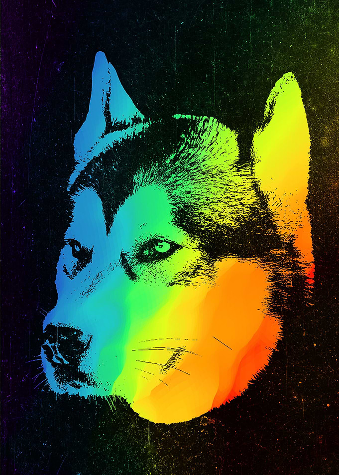 Alaskan Husky