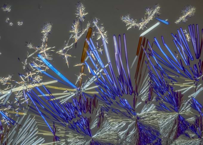Alien Thistle