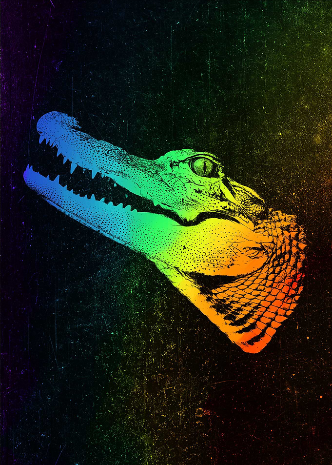 Alligator