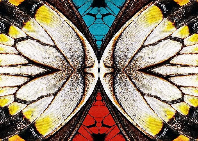 Butterfly Renaissance