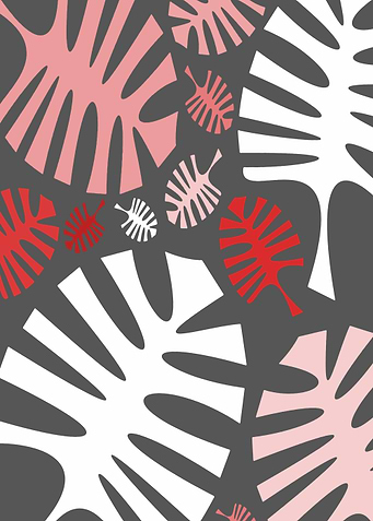 Pink white monstera leaves