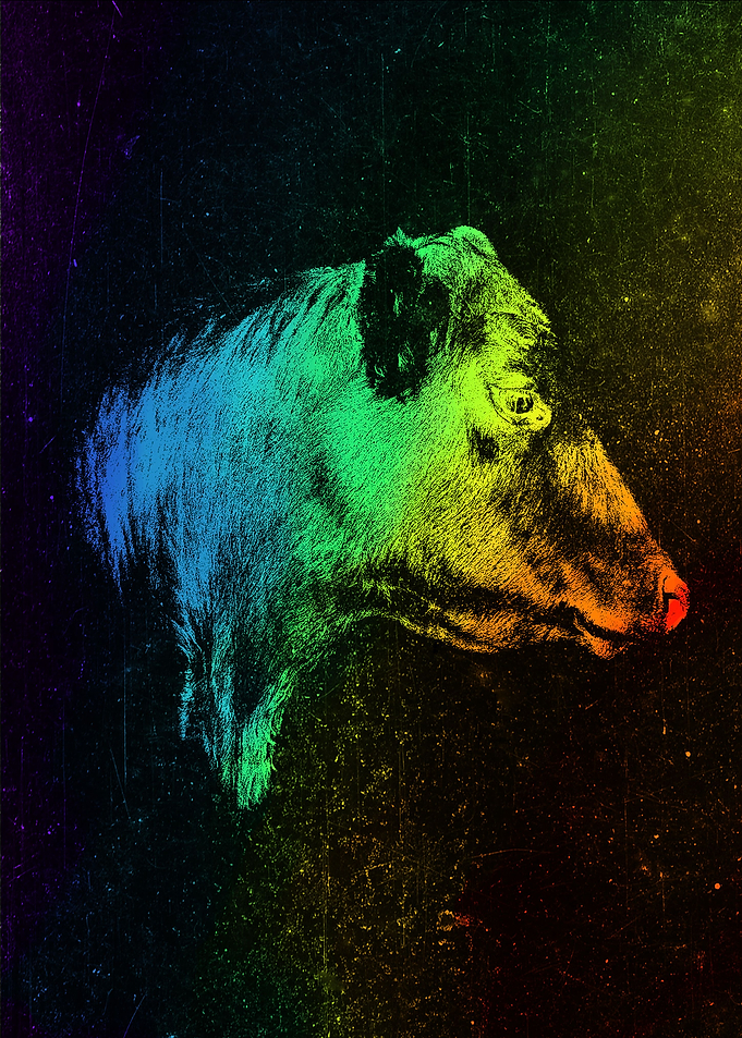 Angus Bull Colorful