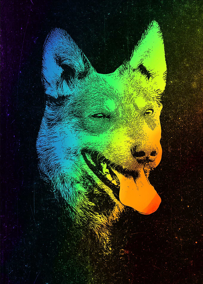 Australian Blue Heeler