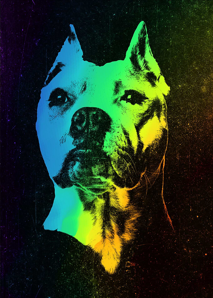 American Bulldog