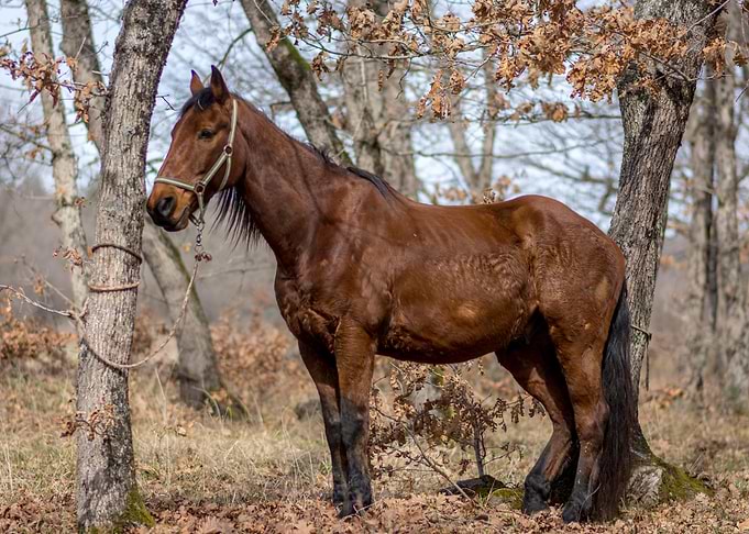 Horse in the forest