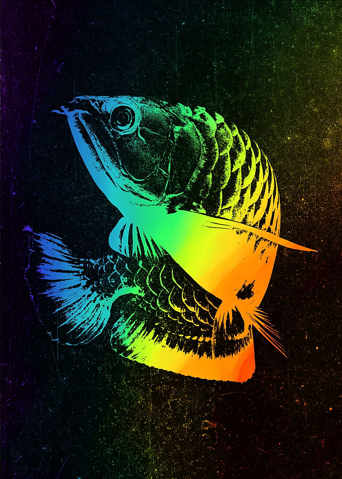 Arowana Colorful