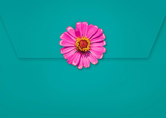 purple zinnia flower