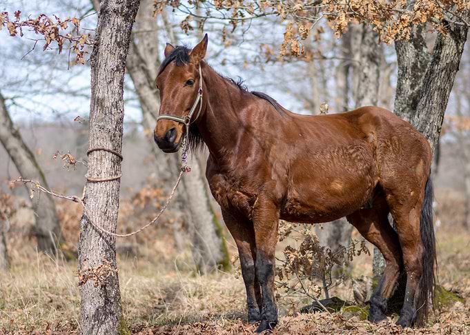 Brown Horse