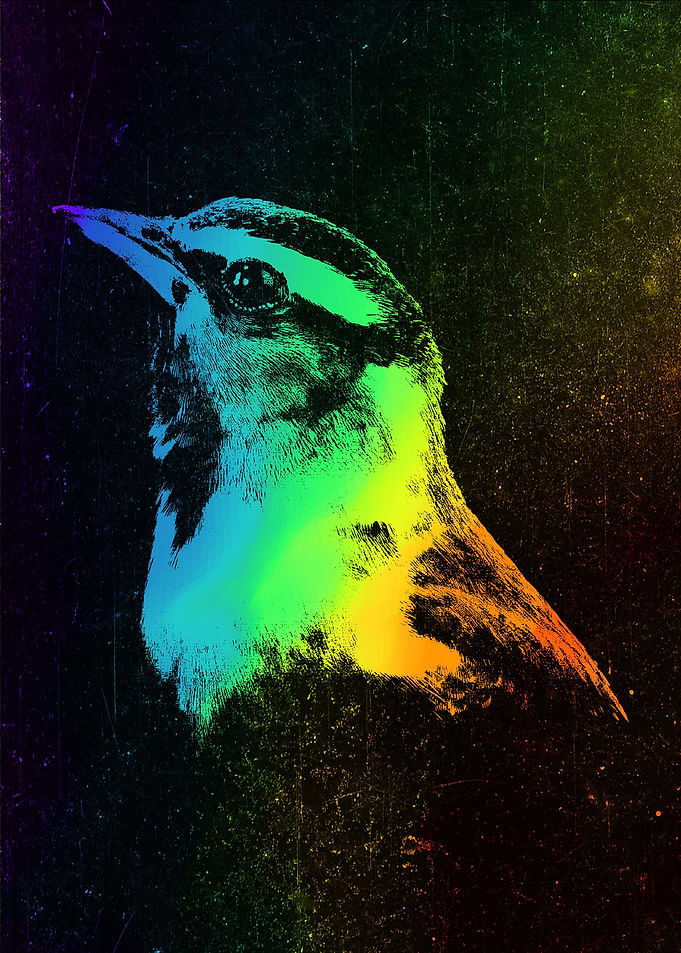Baltimore Oriole Colorful