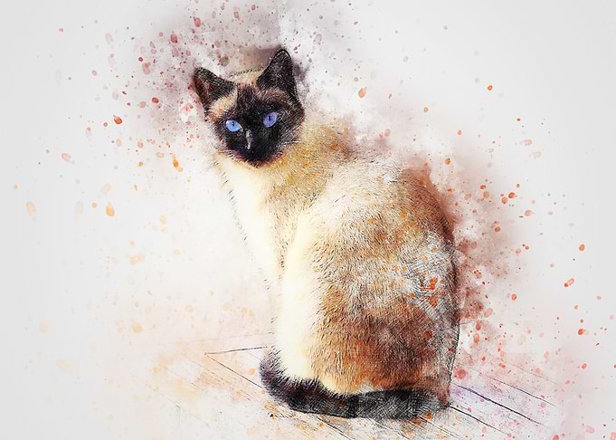 Abstract Cat