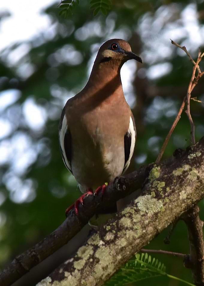 The White Winged Dove