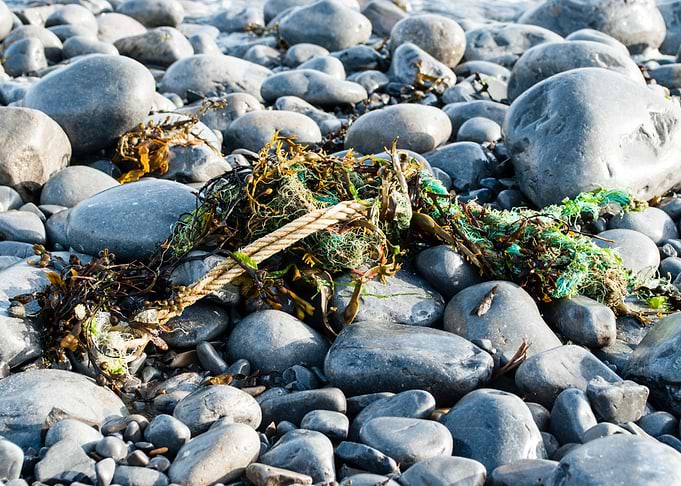 Rocks and Seaweed