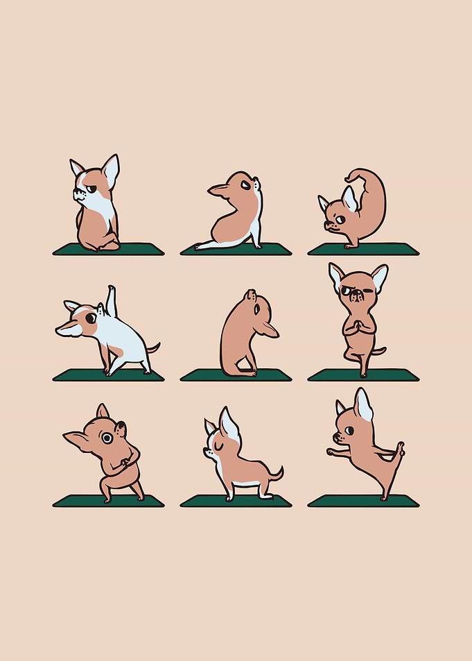 Chihuahua Yoga