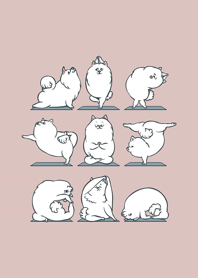 Samoyed Yoga