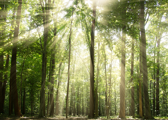 Sun Rays Through Tree Tops