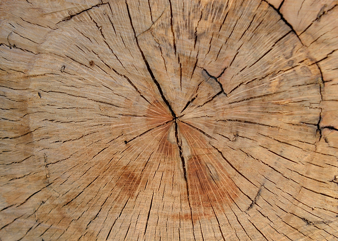 Tree rings
