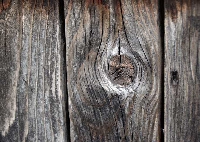 Wood line