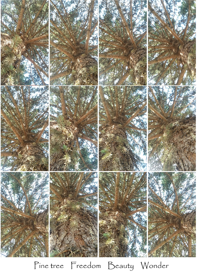 Pine tree beauty collage