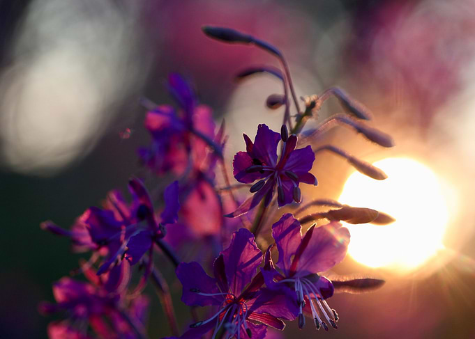 Fireweed