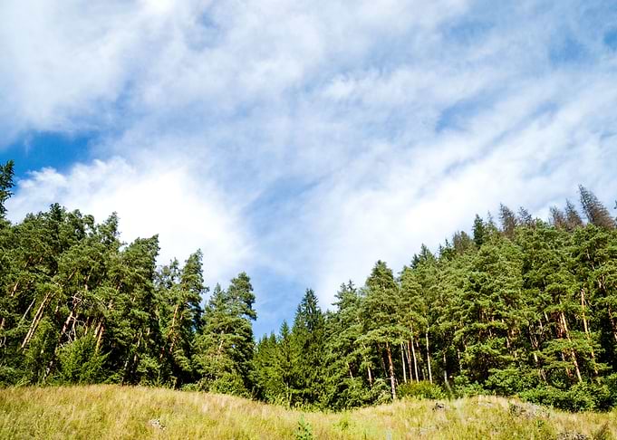 Tree Landscape