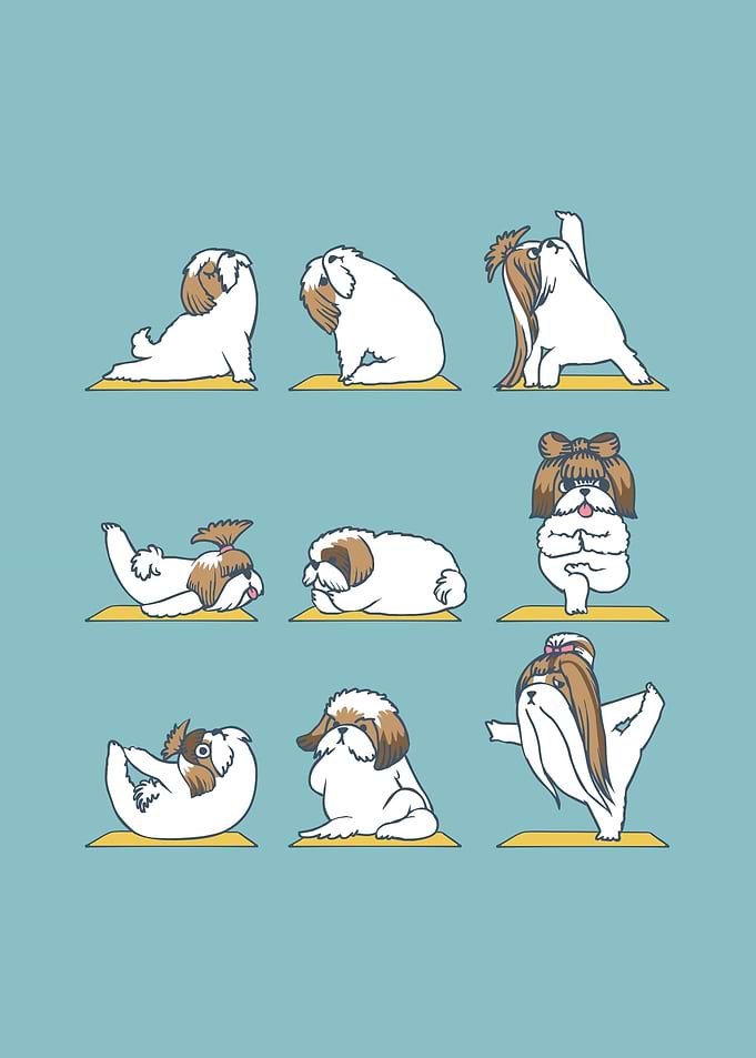 Shih Tzu Yoga