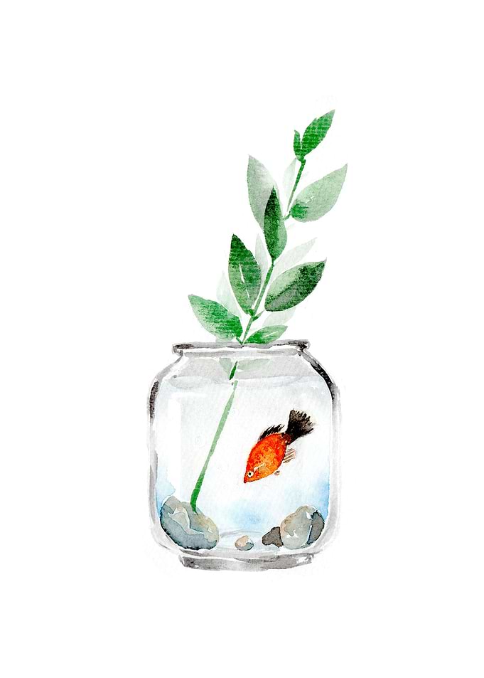 Fish in the Aquarium