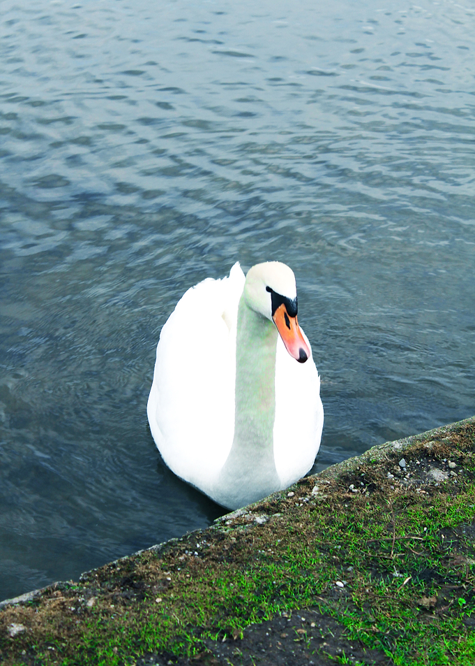 Swan