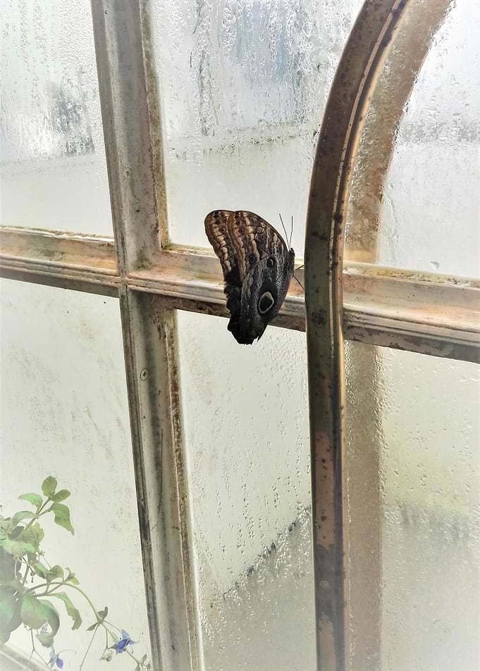 Vintage Butterfly
