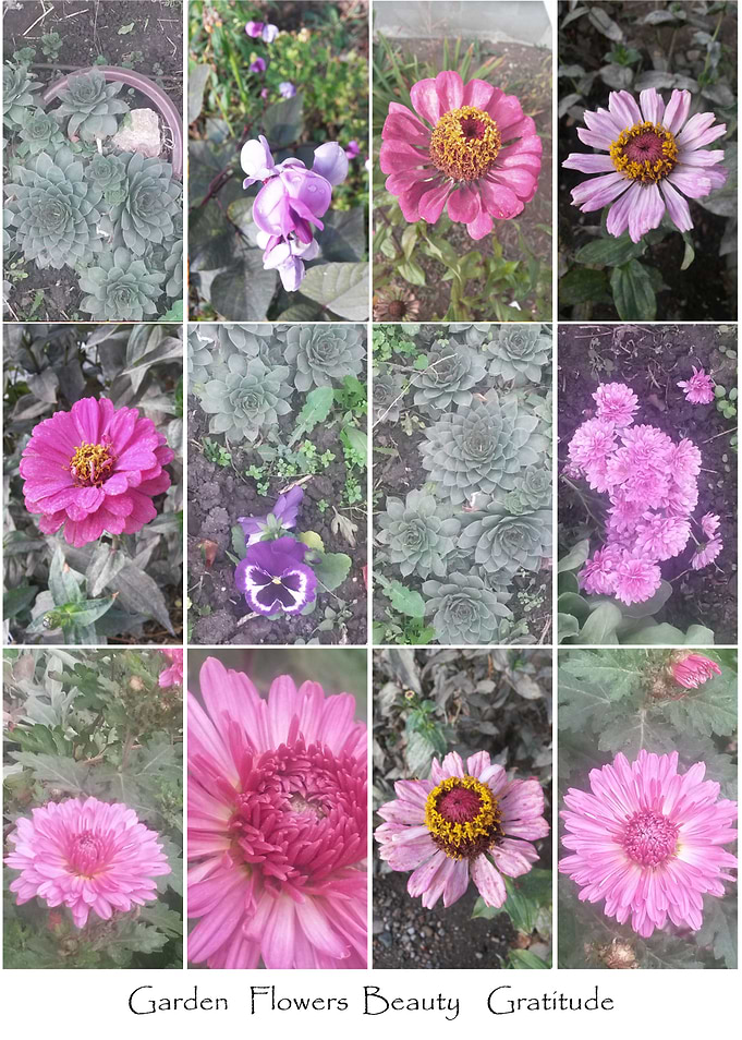 Gratitude garden flowers