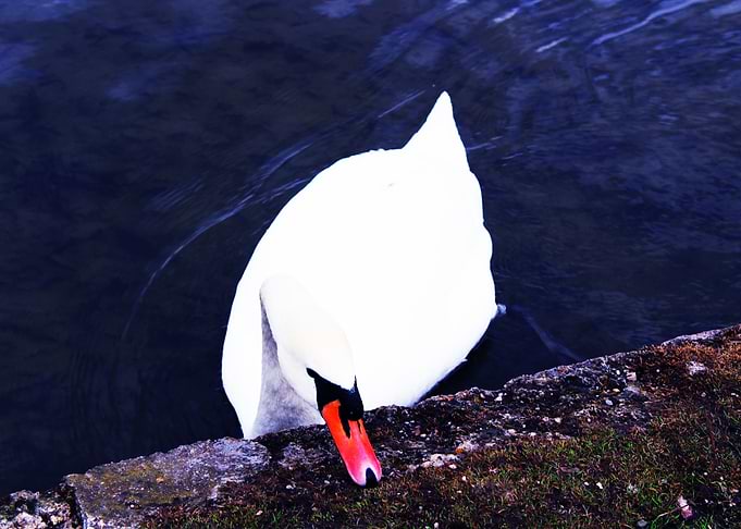 Swan in blue lake