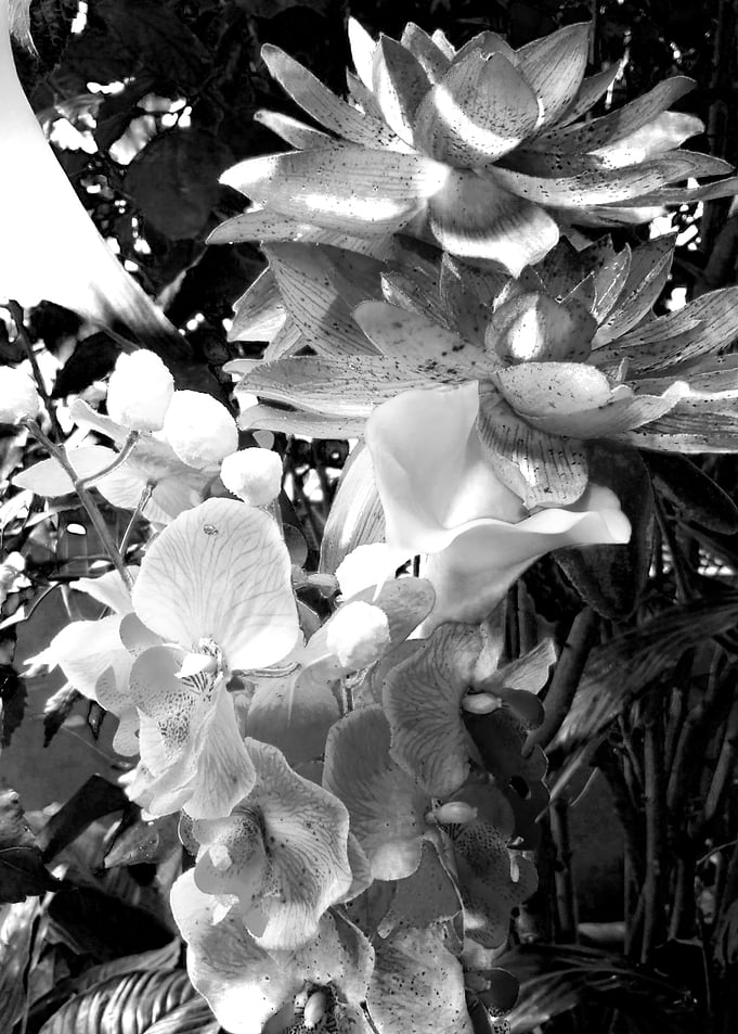 Black and white flowers