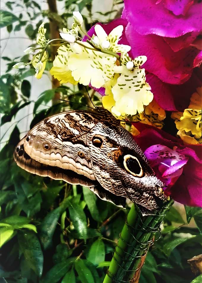 Brown Butterfly