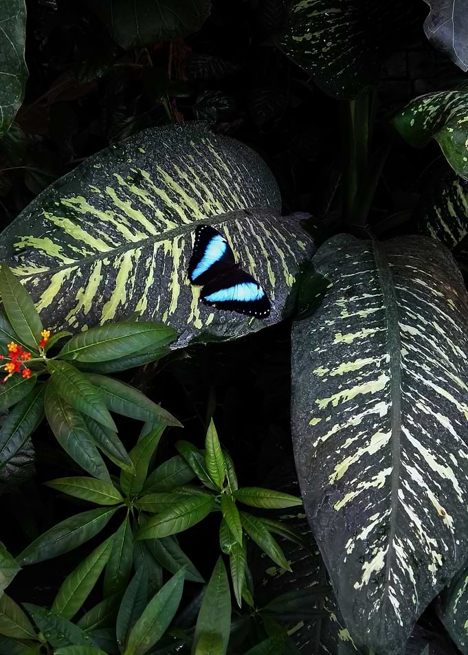 Blue butterfly