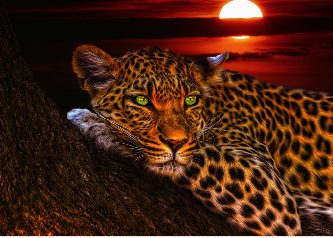 Gatuno