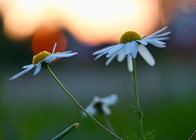 Daisies