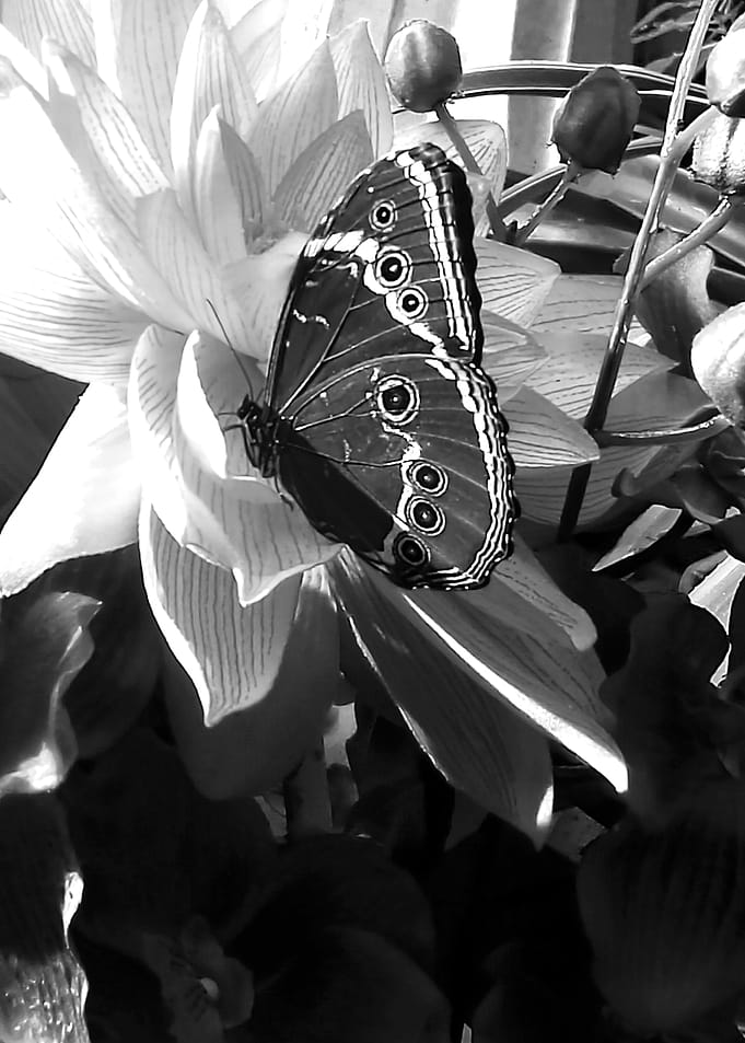 Black and white butterfly