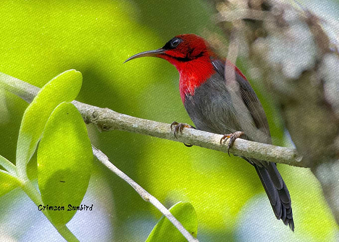 Crimson Sunbird 2