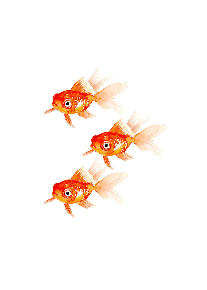 Beautiful Golden Fishes