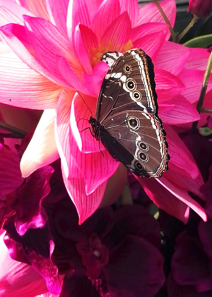 Butterfly on pink flower