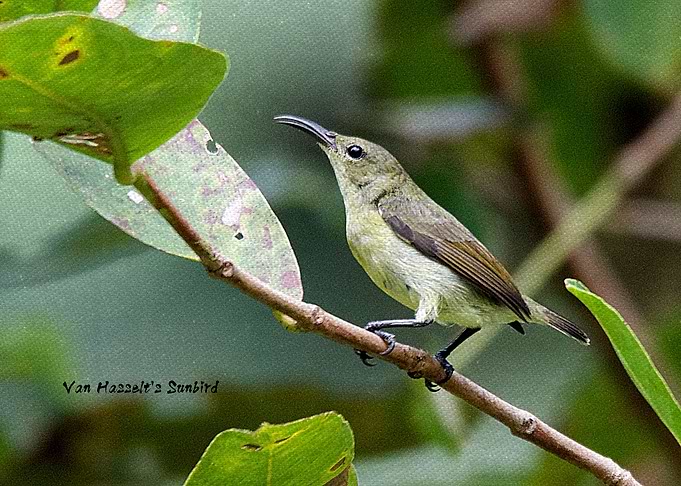 Van Hasselts Sunbird f
