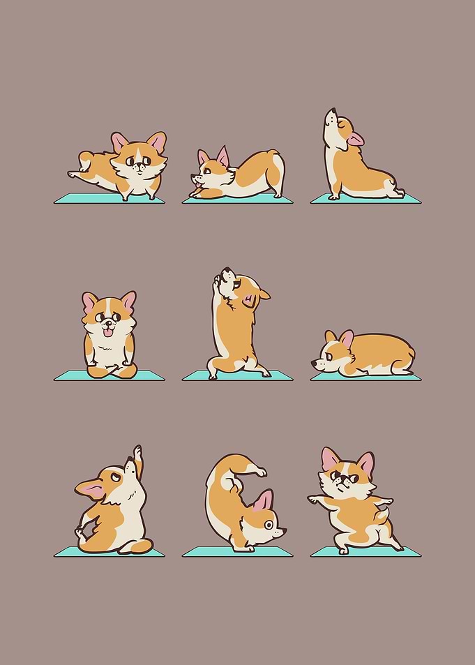 Corgi Yoga