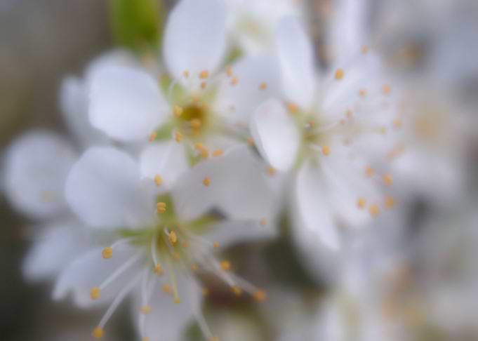 Dreaming of Spring