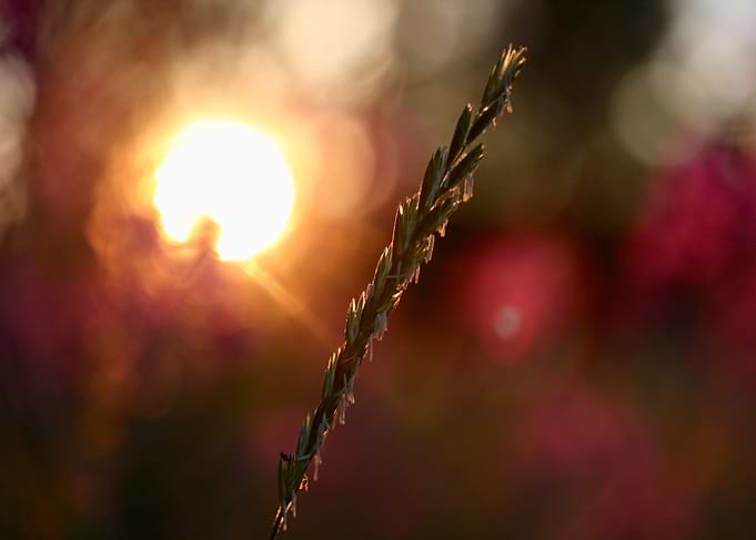 Hay