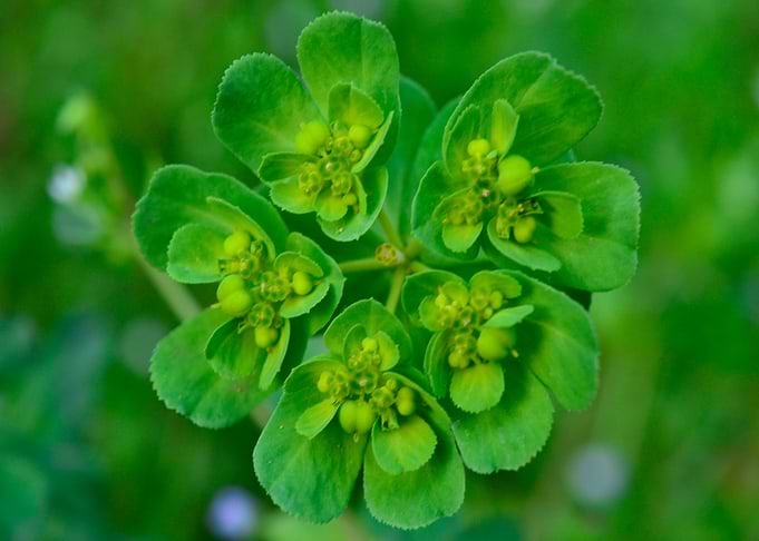 green geometries