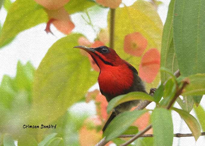 Crimson Sunbird