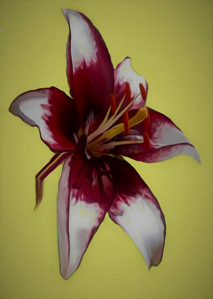 Lily Digital Art