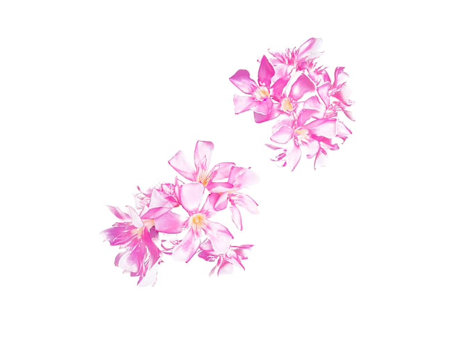 purple flower on white