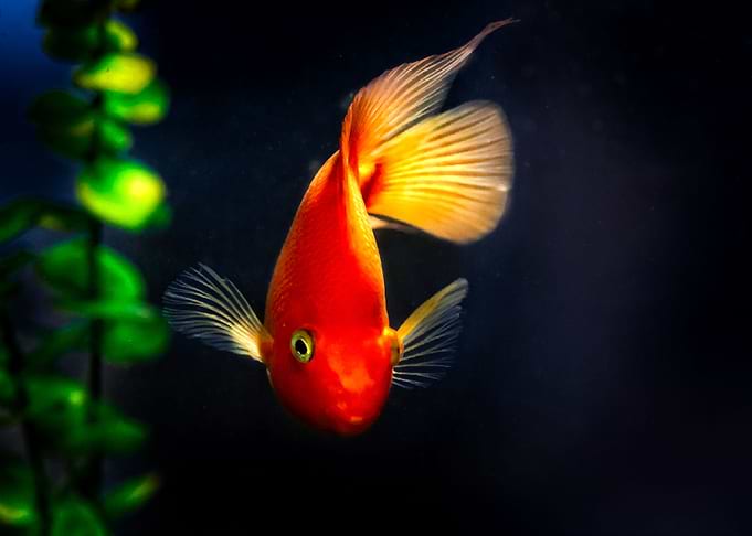 Goldfish In Black Water
